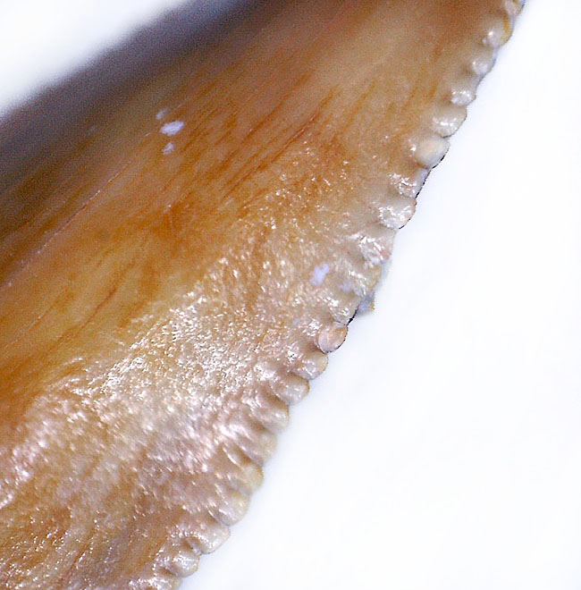 三角州を走る恐竜こと、アフリカの肉食恐竜デルタドロメウスの歯化石(Deltadromeus agilis)。専用展示ケース付き。(その6)