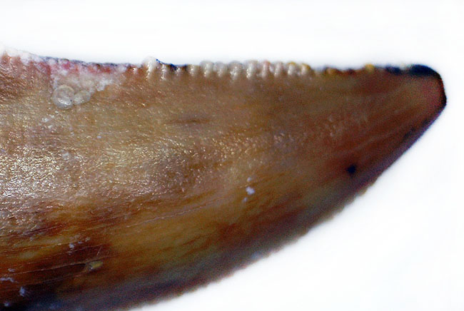 三角州を走る恐竜こと、アフリカの肉食恐竜デルタドロメウスの歯化石(Deltadromeus agilis)。専用展示ケース付き。(その7)