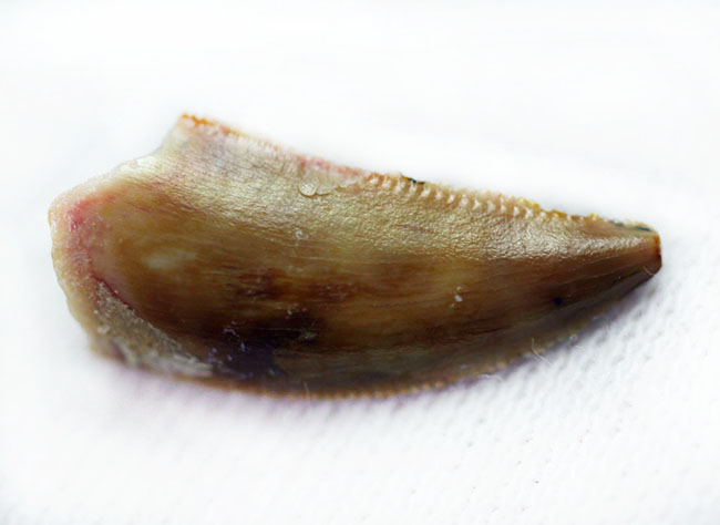 三角州を走る恐竜こと、アフリカの肉食恐竜デルタドロメウスの歯化石(Deltadromeus agilis)。専用展示ケース付き。(その8)