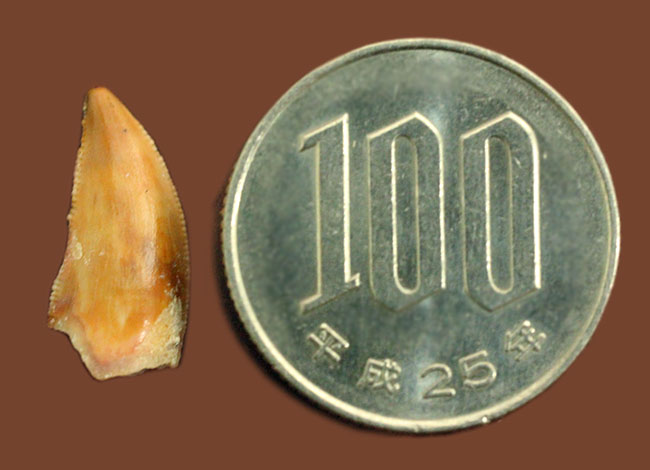 三角州を走る恐竜こと、アフリカの肉食恐竜デルタドロメウスの歯化石(Deltadromeus agilis)。専用展示ケース付き。(その9)