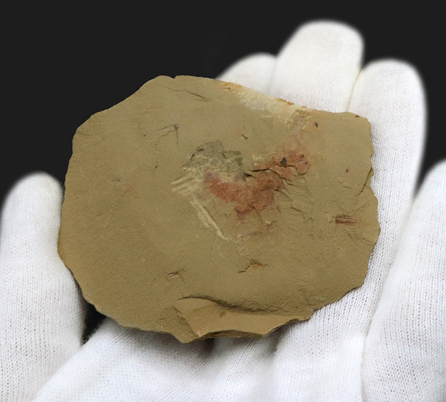 カンブリア爆発によって誕生した生物の一つ、カンブリア紀初期の摩訶不思議な生物、オニコディクティオン(Onychodictyon)の化石(その3)