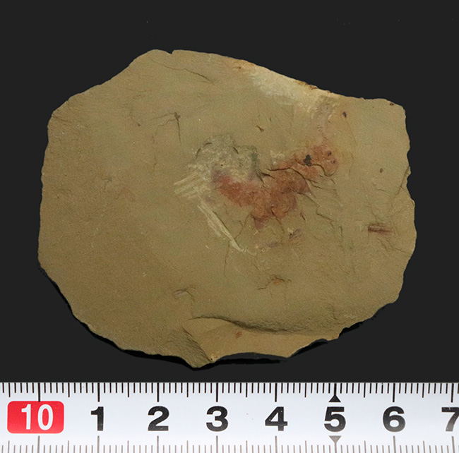カンブリア爆発によって誕生した生物の一つ、カンブリア紀初期の摩訶