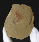 カンブリア爆発によって誕生した生物の一つ、カンブリア紀初期の摩訶不思議な生物、オニコディクティオン（Onychodictyon）の化石