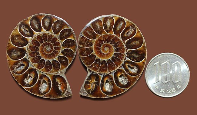 厳選された美品！マダガスカル産のアンモナイト、デスモセラス