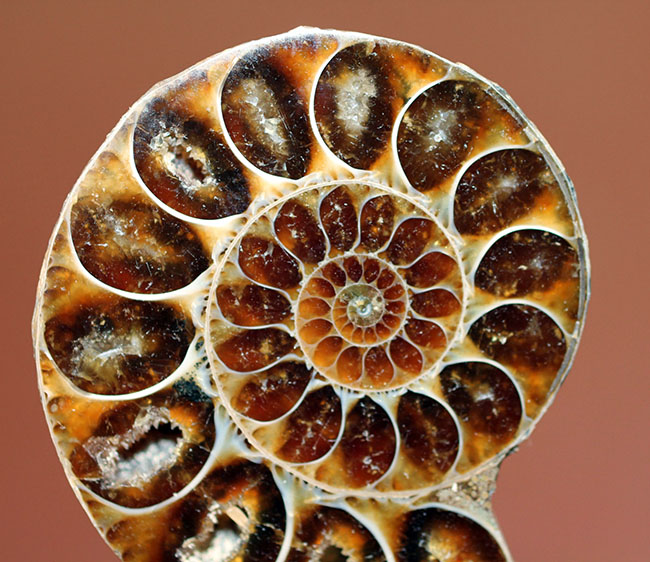 厳選された美品！マダガスカル産のアンモナイト、デスモセラス