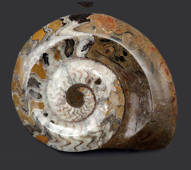 アンモナイトの祖先、直径最大部１５センチ超える大判のゴニアタイト（Goniatite）の化石（その1）