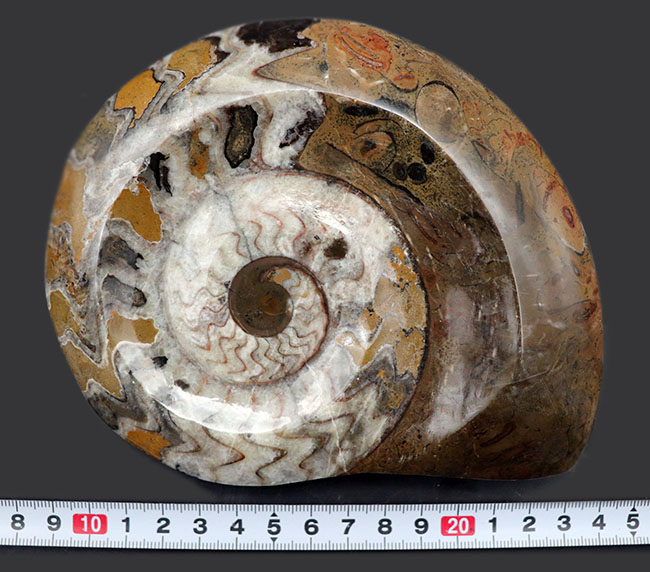 アンモナイトの祖先、直径最大部１５センチ超える大判のゴニアタイト（Goniatite）の化石（その10）