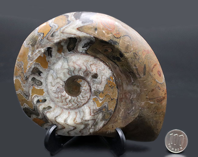 アンモナイトの祖先、直径最大部15センチ超える大判の