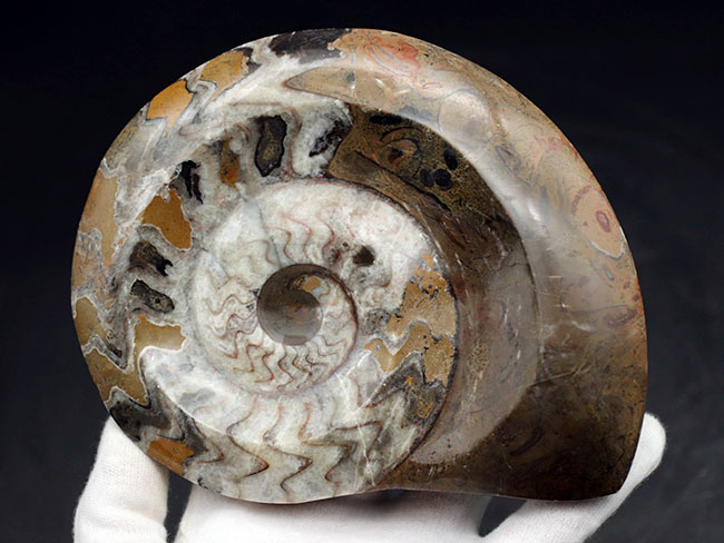 アンモナイトの祖先、直径最大部15センチ超える大判のゴニアタイト