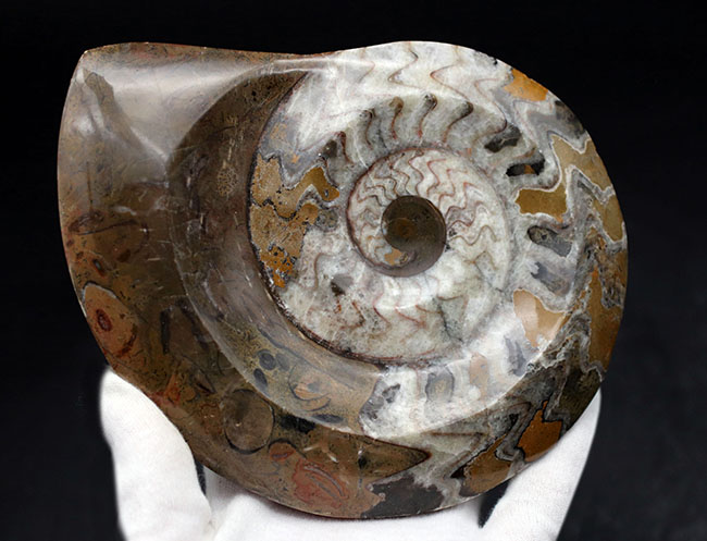 【アンモナイトの祖先】ゴニアタイト 古生代 化石 標本 水晶化 大判 １５cm アンモナイトの祖先、直径最大部15センチ超える大判のゴニアタイト