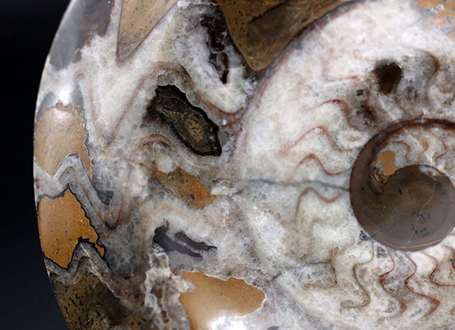 アンモナイトの祖先、直径最大部１５センチ超える大判のゴニアタイト（Goniatite）の化石（その6）