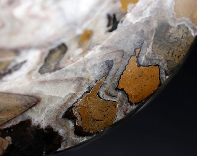 アンモナイトの祖先、直径最大部１５センチ超える大判のゴニアタイト（Goniatite）の化石（その7）