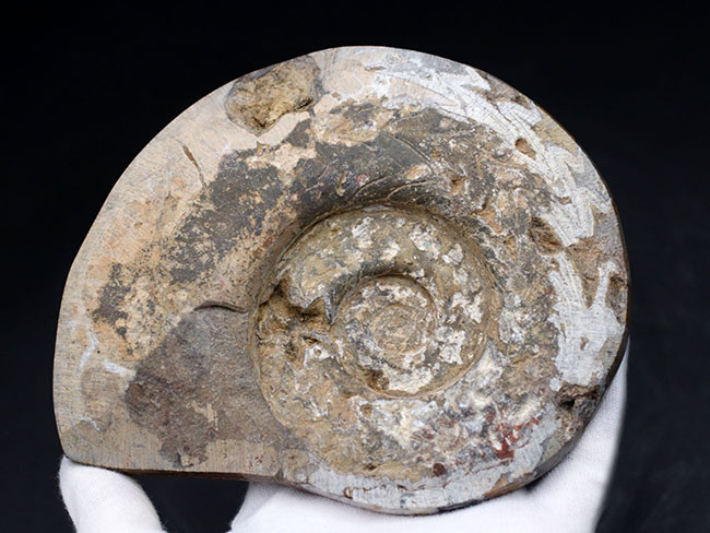 アンモナイトの祖先、直径最大部１５センチ超える大判のゴニアタイト（Goniatite）の化石（その8）