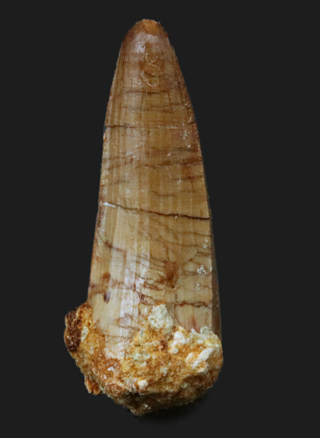 白亜紀の海を荒らしまわったであろう海の暴れん坊、モササウルスの歯化石(Mosasaurus)の歯化石(その1)