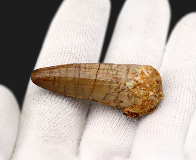 白亜紀の海を荒らしまわったであろう海の暴れん坊、モササウルスの歯化石(Mosasaurus)の歯化石(その2)