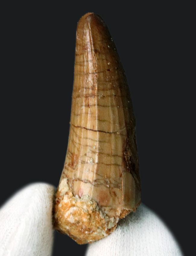 白亜紀の海を荒らしまわったであろう海の暴れん坊、モササウルスの歯化石(Mosasaurus)の歯化石(その4)