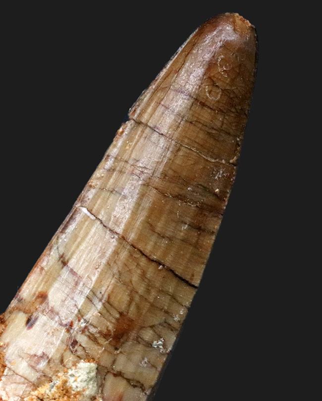 白亜紀の海を荒らしまわったであろう海の暴れん坊、モササウルスの歯化石(Mosasaurus)の歯化石(その5)