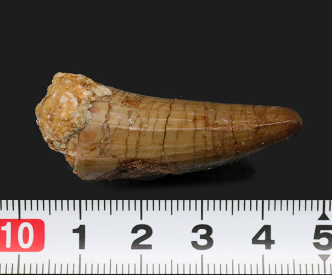 白亜紀の海を荒らしまわったであろう海の暴れん坊、モササウルスの歯化石(Mosasaurus)の歯化石(その7)