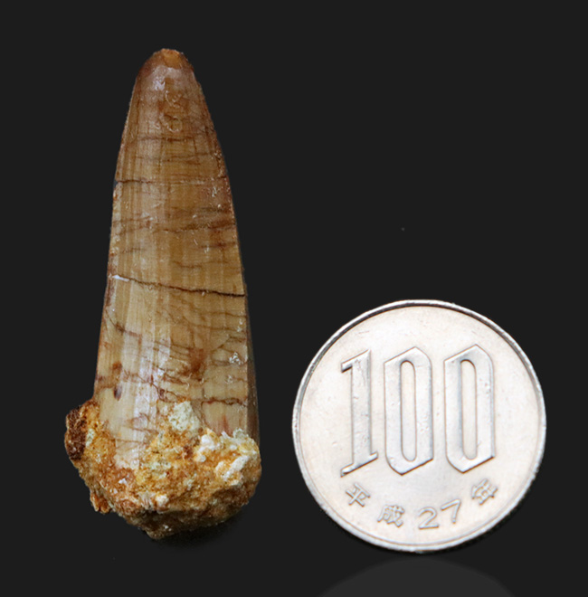 白亜紀の海を荒らしまわったであろう海の暴れん坊、モササウルスの歯化石(Mosasaurus)の歯化石(その8)