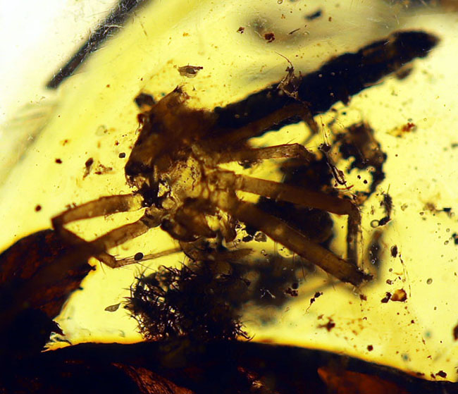 恐竜時代の古い琥珀、クモや植物が内包されたビルマ琥珀(Amber)(その1)