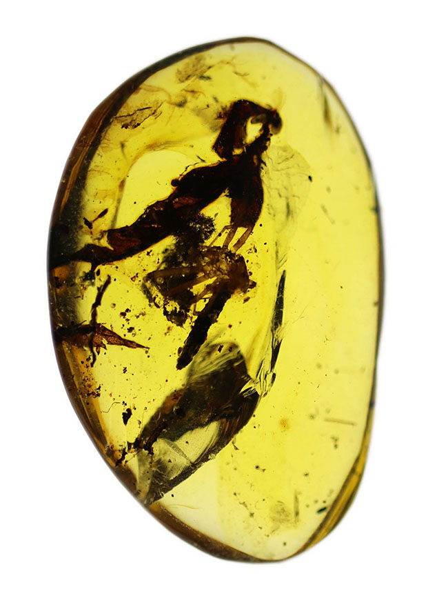 恐竜時代の古い琥珀、クモや植物が内包されたビルマ琥珀(Amber)(その2)
