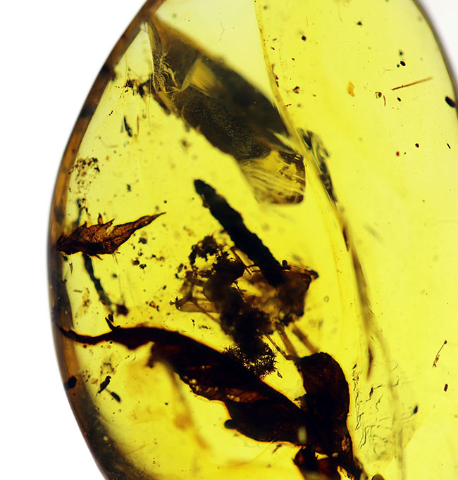 恐竜時代の古い琥珀、クモや植物が内包されたビルマ琥珀(Amber)(その3)