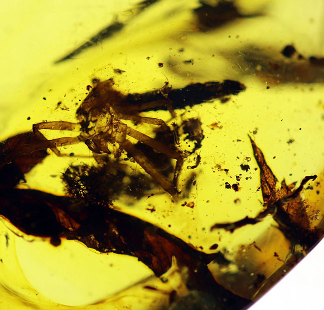 恐竜時代の古い琥珀、クモや植物が内包されたビルマ琥珀(Amber)(その4)
