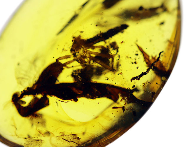 恐竜時代の古い琥珀、クモや植物が内包されたビルマ琥珀（Amber）（その5）