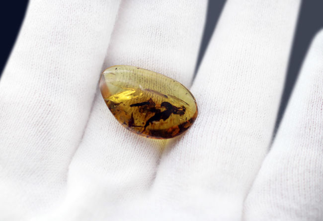 恐竜時代の古い琥珀、クモや植物が内包されたビルマ琥珀(Amber)(その6)