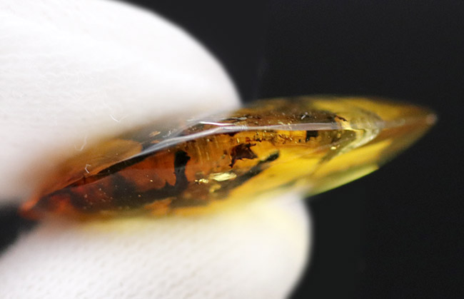 恐竜時代の古い琥珀、クモや植物が内包されたビルマ琥珀(Amber)(その7)