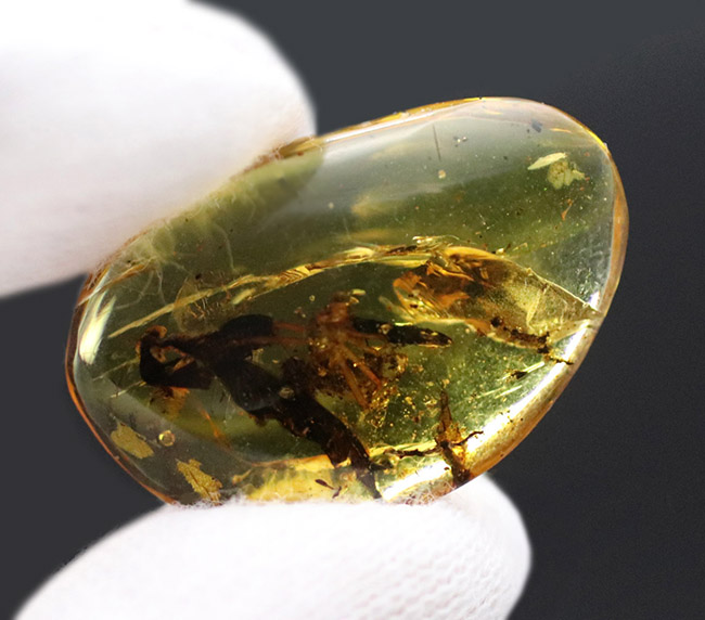 恐竜時代の古い琥珀、クモや植物が内包されたビルマ琥珀（Amber）（その8）