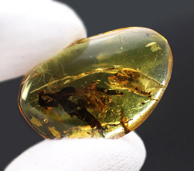 恐竜時代の古い琥珀、クモや植物が内包されたビルマ琥珀(Amber)(その8)