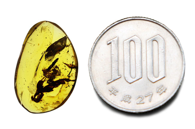 恐竜時代の古い琥珀、クモや植物が内包されたビルマ琥珀(Amber)(その9)