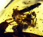 恐竜時代の古い琥珀、クモや植物が内包されたビルマ琥珀（Amber）