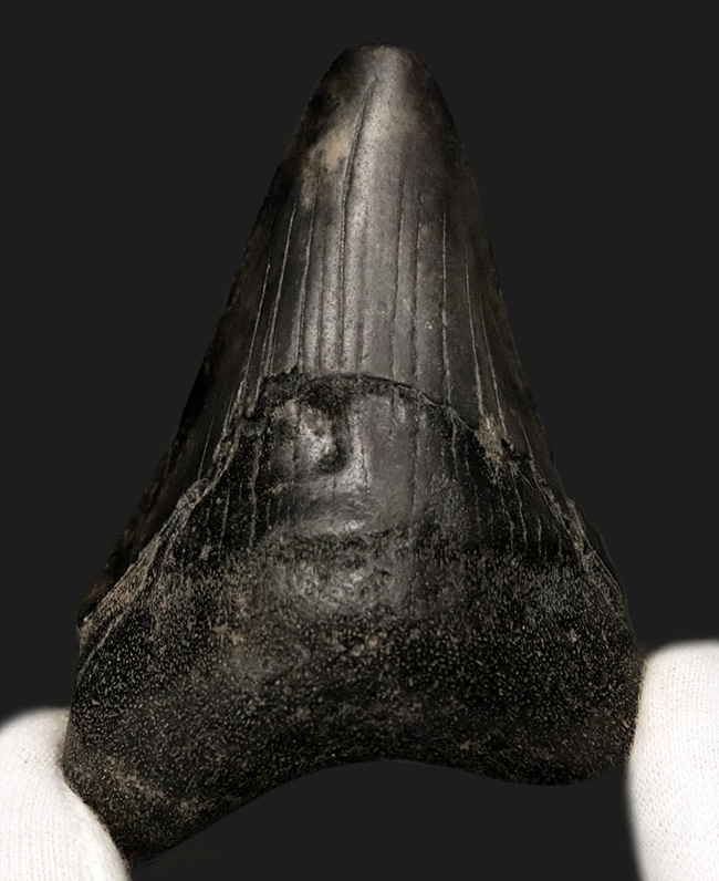 ブラックメガロドン!米国サウスカロライナ州産、史上最大の絶滅肉食ザメ、メガロドン(Megalodon)の歯化石(その1)