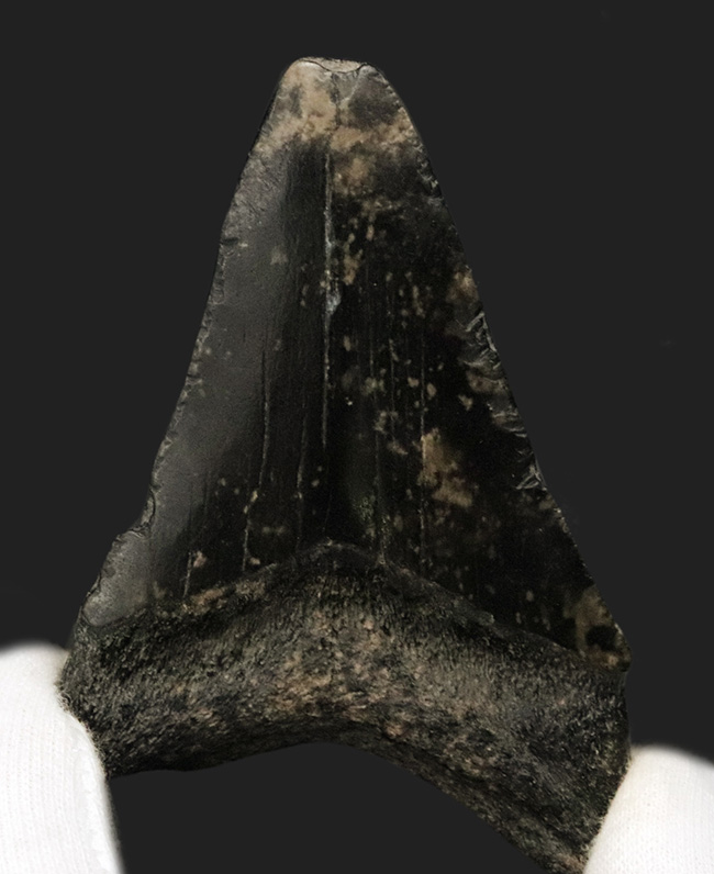 ブラックメガロドン!米国サウスカロライナ州産、史上最大の絶滅肉食ザメ、メガロドン(Megalodon)の歯化石(その2)