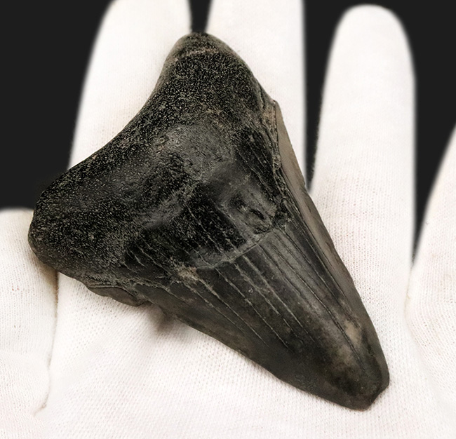 ブラックメガロドン!米国サウスカロライナ州産、史上最大の絶滅肉食ザメ、メガロドン(Megalodon)の歯化石(その3)
