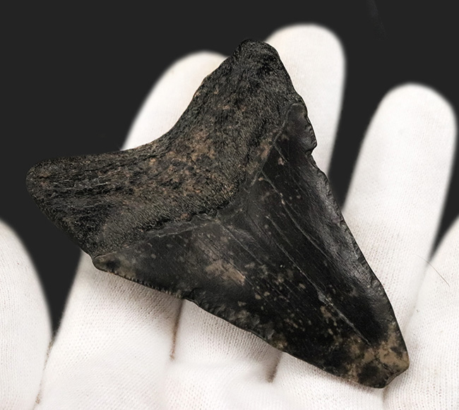 ブラックメガロドン!米国サウスカロライナ州産、史上最大の絶滅肉食ザメ、メガロドン(Megalodon)の歯化石(その4)