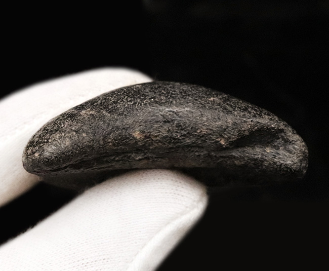 ブラックメガロドン!米国サウスカロライナ州産、史上最大の絶滅肉食ザメ、メガロドン(Megalodon)の歯化石(その5)