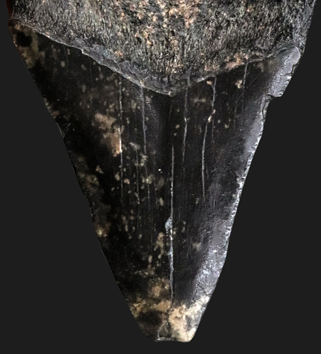 ブラックメガロドン!米国サウスカロライナ州産、史上最大の絶滅肉食ザメ、メガロドン(Megalodon)の歯化石(その6)