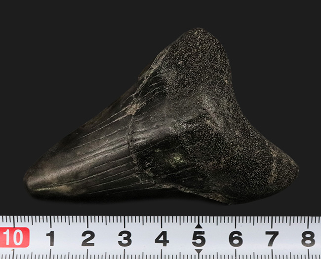 ブラックメガロドン!米国サウスカロライナ州産、史上最大の絶滅肉食ザメ、メガロドン(Megalodon)の歯化石(その7)