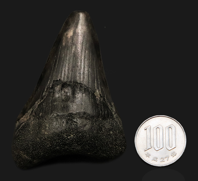ブラックメガロドン!米国サウスカロライナ州産、史上最大の絶滅肉食ザメ、メガロドン(Megalodon)の歯化石(その8)
