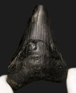 ブラックメガロドン！米国サウスカロライナ州産、史上最大の絶滅肉食ザメ、メガロドン（Megalodon）の歯化石