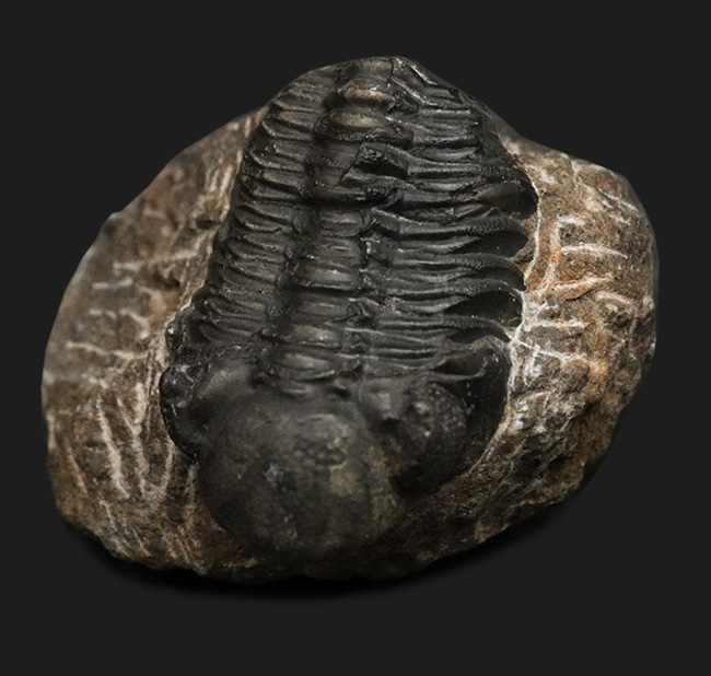 モロッコ・アルニフのデボン紀地層から発見された三葉虫、ファコプス(Phacops)の化石(その1)