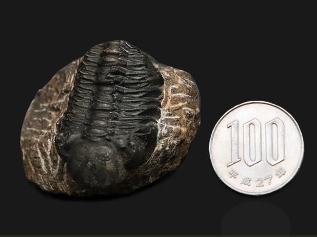 モロッコ・アルニフのデボン紀地層から発見された三葉虫、ファコプス(Phacops)の化石(その10)