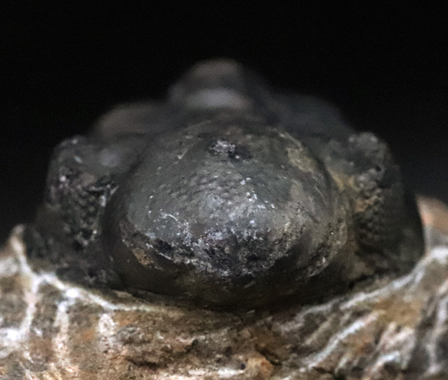 モロッコ・アルニフのデボン紀地層から発見された三葉虫、ファコプス(Phacops)の化石(その2)