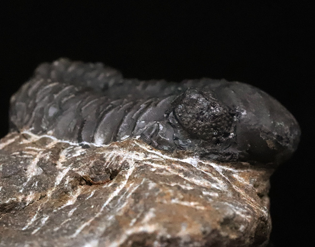 モロッコ・アルニフのデボン紀地層から発見された三葉虫、ファコプス(Phacops)の化石(その3)
