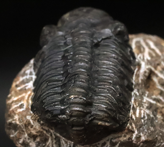 モロッコ・アルニフのデボン紀地層から発見された三葉虫、ファコプス(Phacops)の化石(その4)