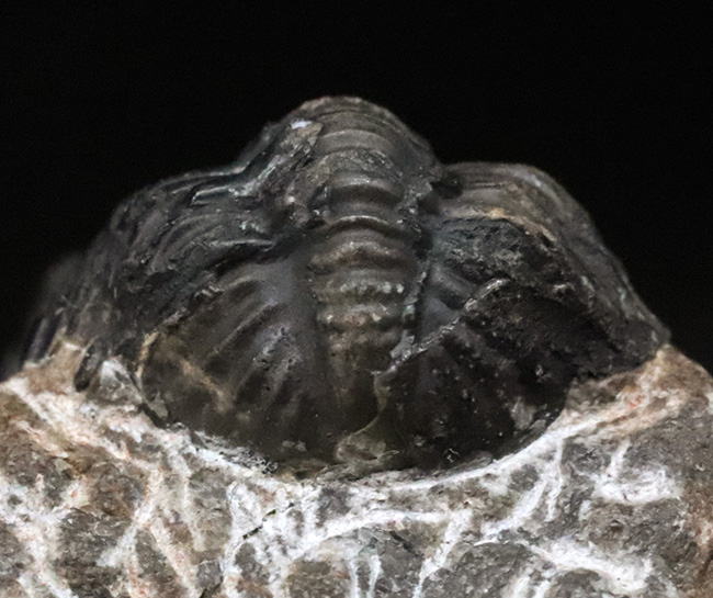 モロッコ・アルニフのデボン紀地層から発見された三葉虫、ファコプス(Phacops)の化石(その5)