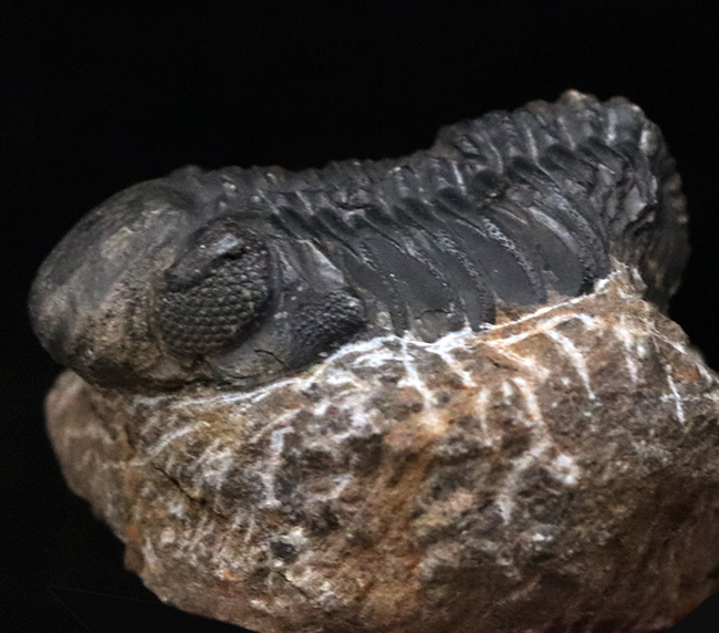 モロッコ・アルニフのデボン紀地層から発見された三葉虫、ファコプス(Phacops)の化石(その6)